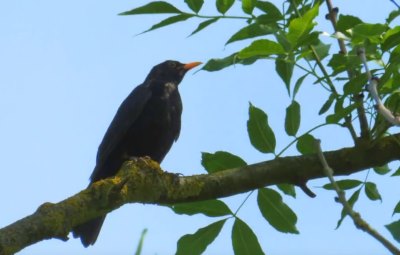 Amsel