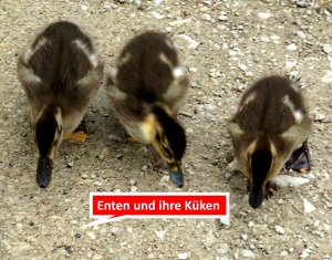 Stockente mit Kken