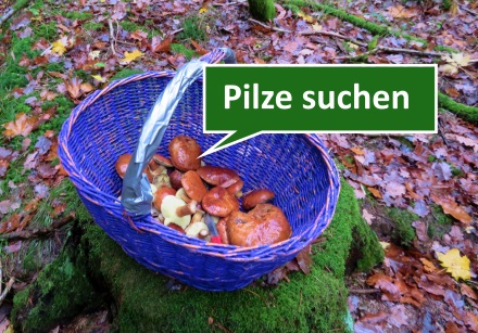 Pilze im Korb